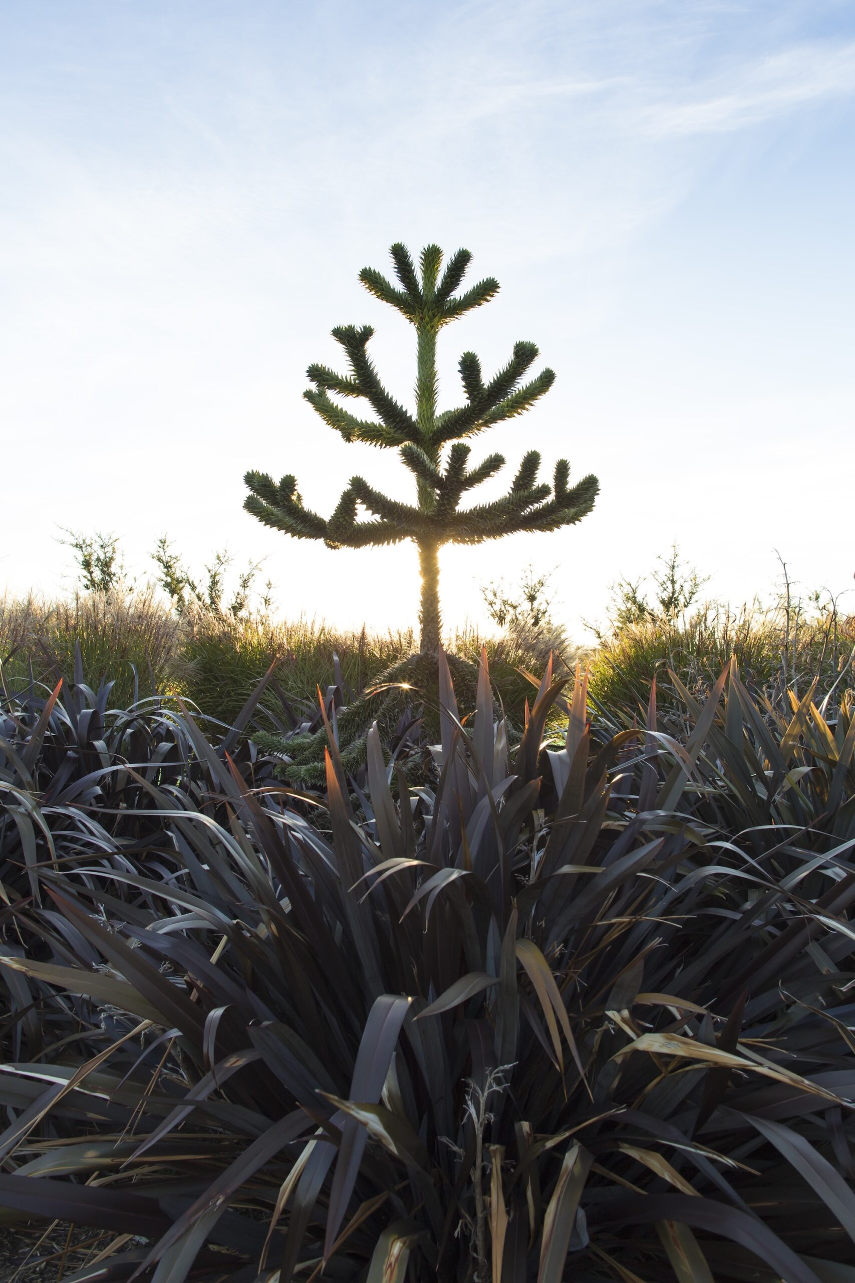 Monkey puzzle tree and mountain flax in NZ garden Araucaria araucana (monkey puzzle tree) in among Phormium cookianum ‘Black Adder’ (mountain flax).