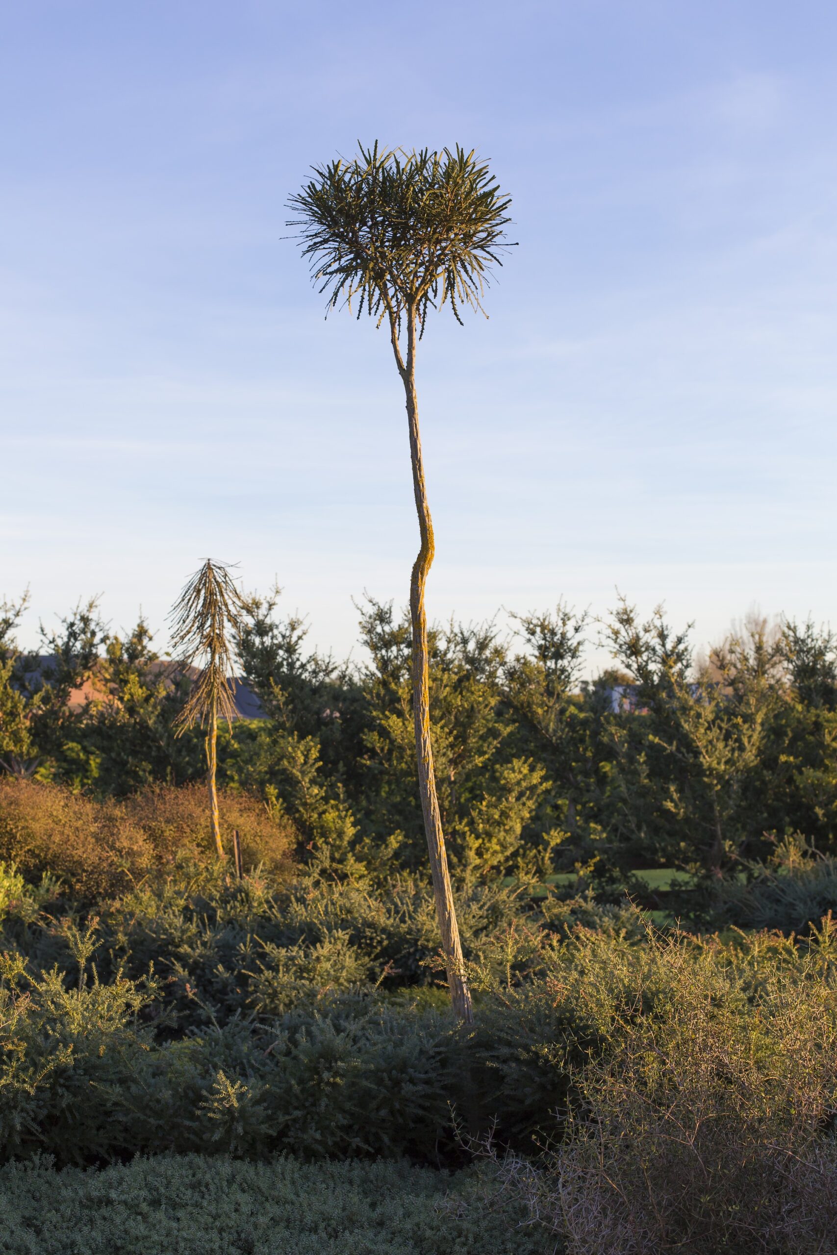 A juvenile and adult Pseudopanax ferox (toothed lancewood), standing side-by side.