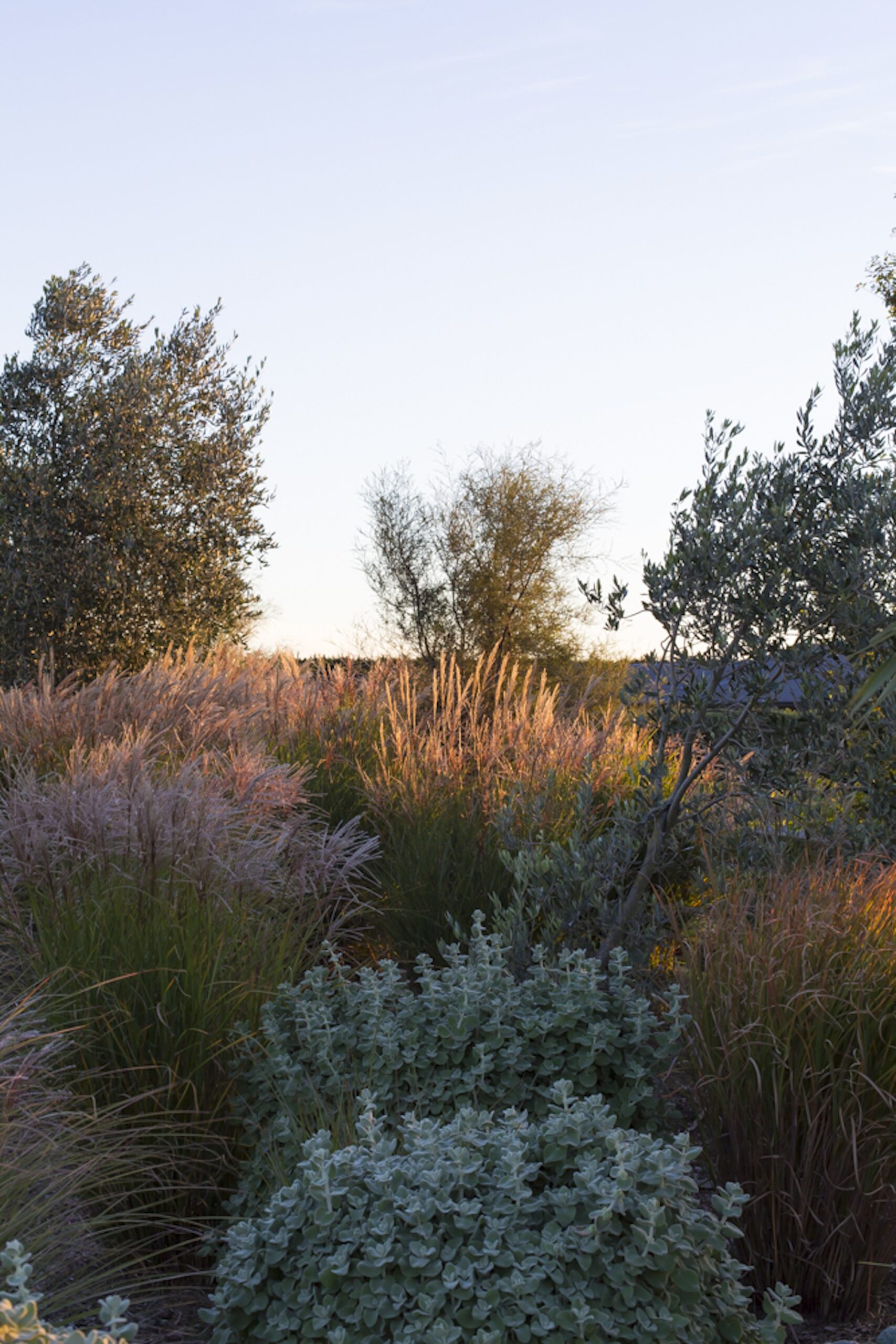 Evening light hits the tufts
of the ever-changing Miscanthus sinensis ‘Morning Light’.