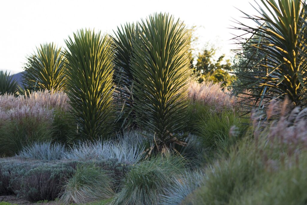 Dense low-maintenance planting naturally suppresses weeds