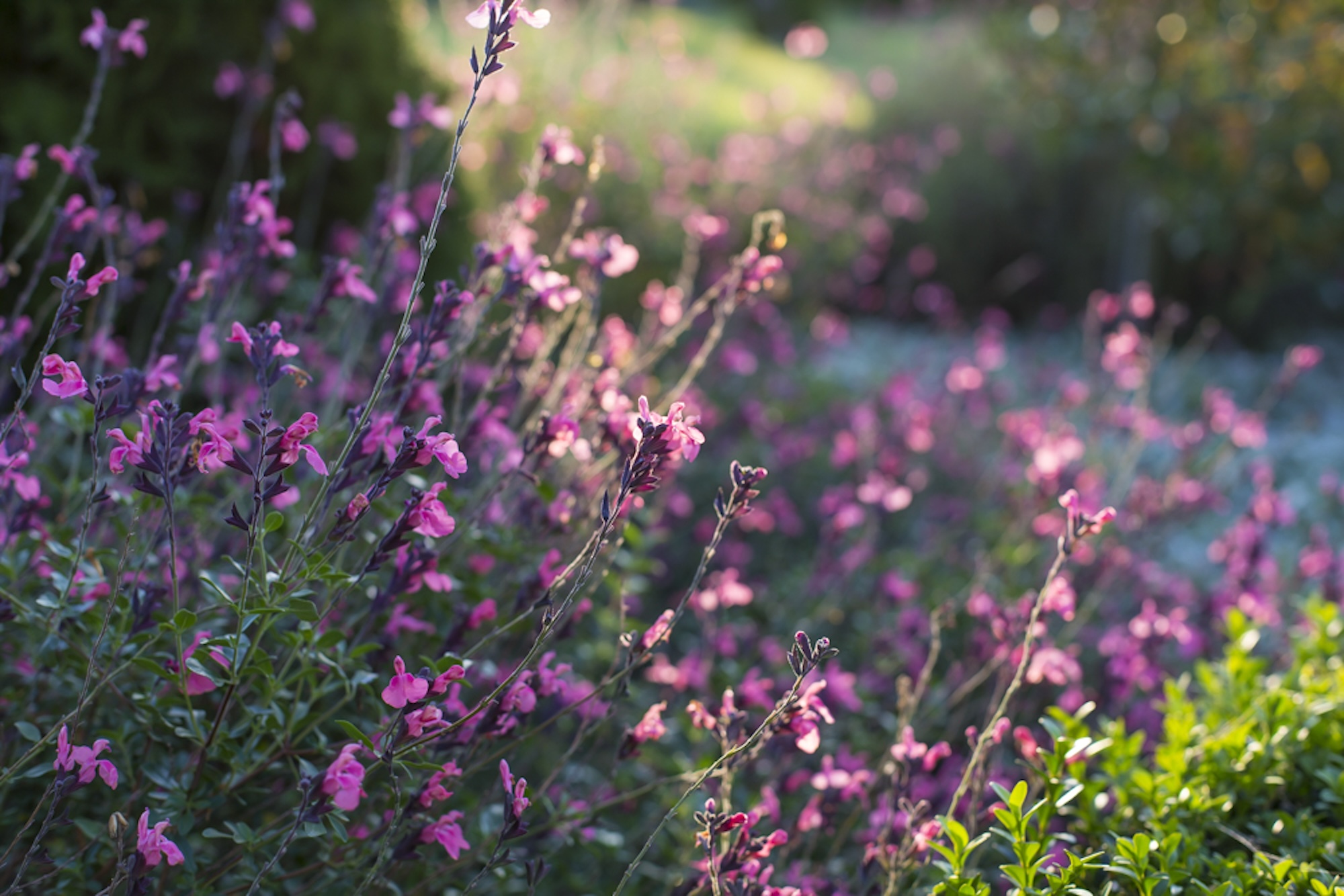 Salvias Flowering perennials like salvias are used to add colour to Canterbury garden