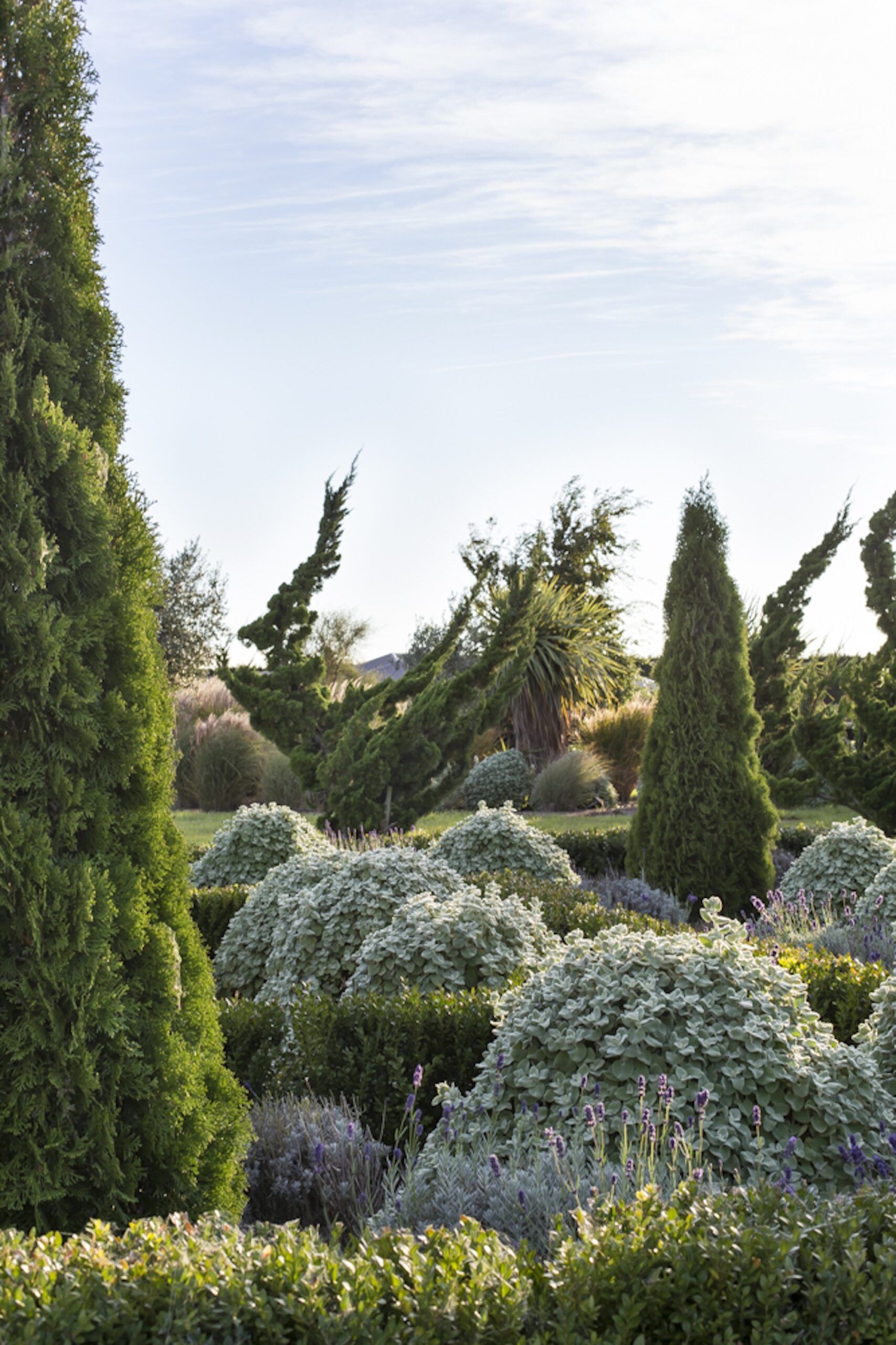 Juniperus chinensis ‘Kaizuka’ (Chinese juniper), Thuja occidentalis ‘Smaragd’, Ballota pseudodictamnus Wild forms of Juniperus chinensis ‘Kaizuka’ (Chinese juniper), Thuja occidentalis ‘Smaragd’ and tidy mounds of Ballota pseudodictamnus