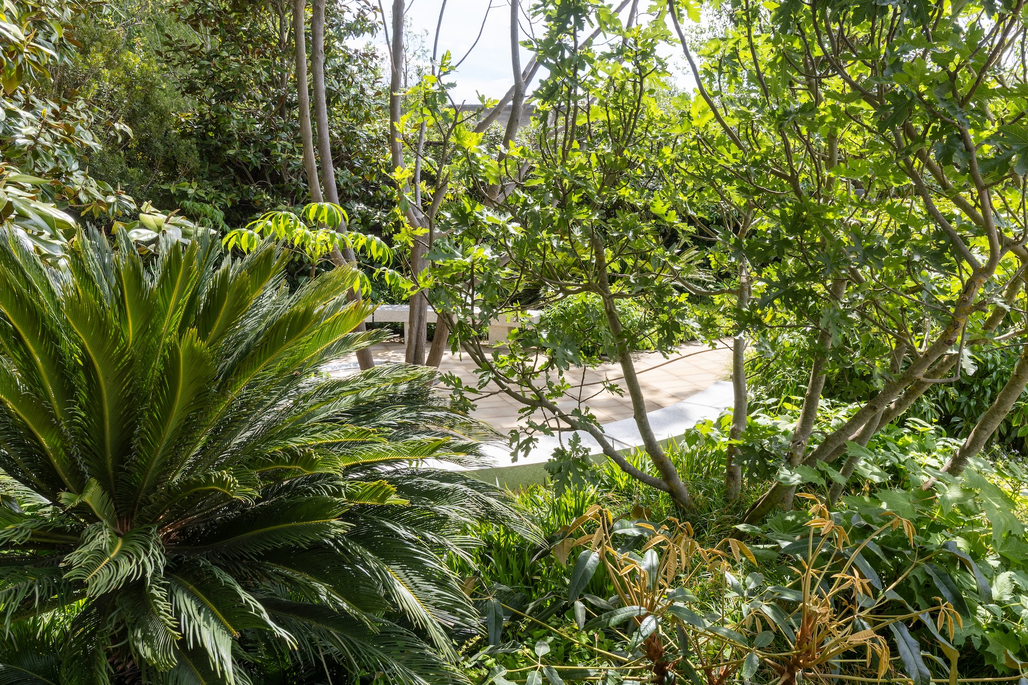 Tree-lined pathway in RHS CFS The Tate Britain Garden.