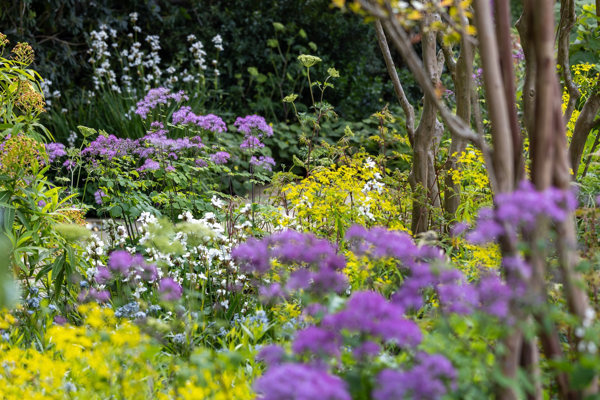 Colourful Perennial Garden Border Flowering border in RHS CFS The Tate Britain Garden.