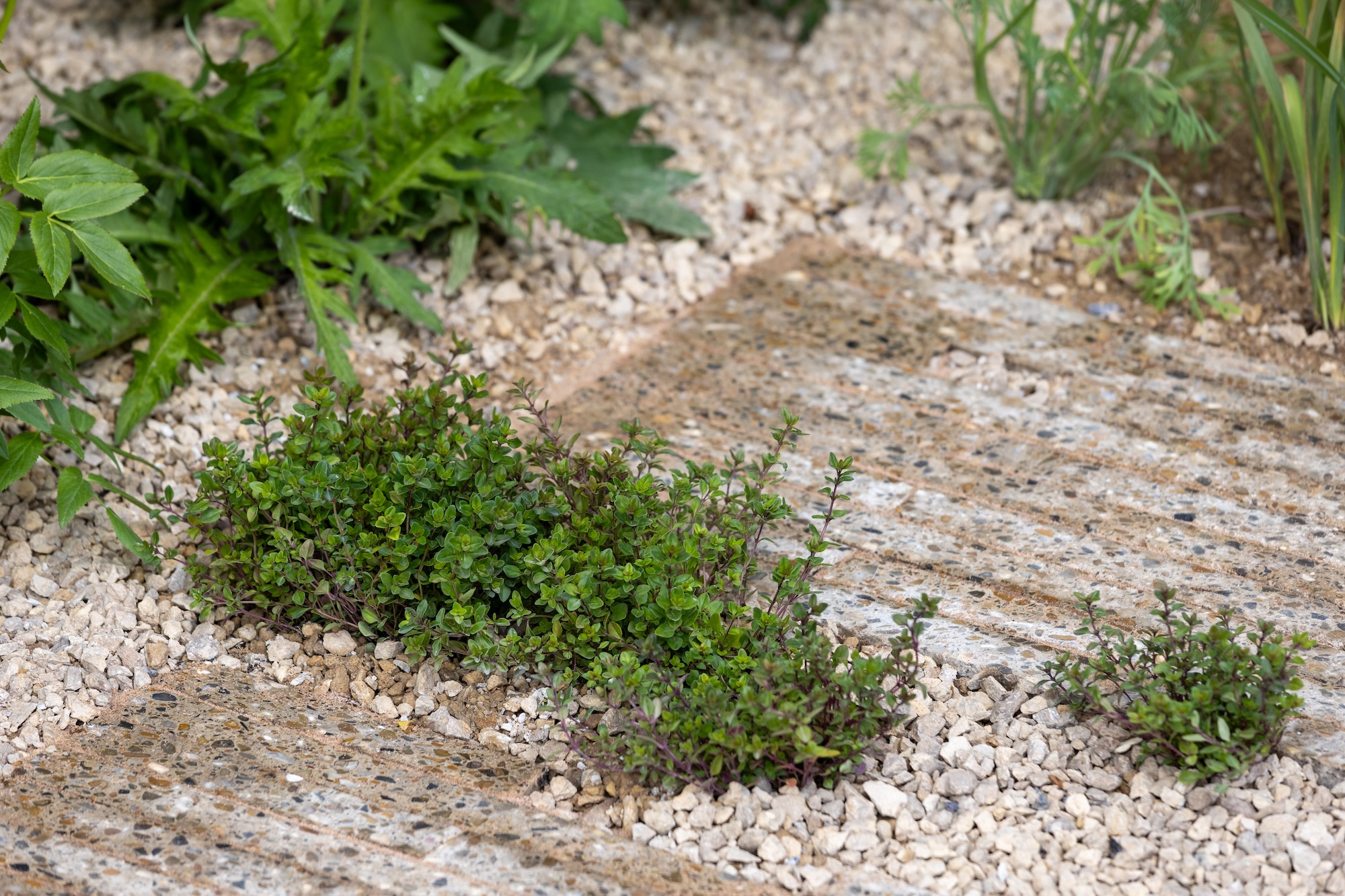 Gravel Garden Path Detail Close-up Textured gravel pathway winding through natural planting at RHS CFS The Children's Society Garden.