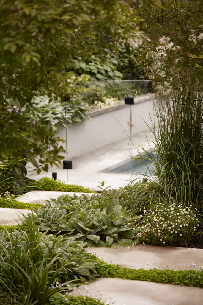 Groundcovers and low growing plants like Stachys byzantina ‘Big Ears’ (lamb’s ear) and Viola hederacea (Australian violet) are used to soften the transition between spaces.