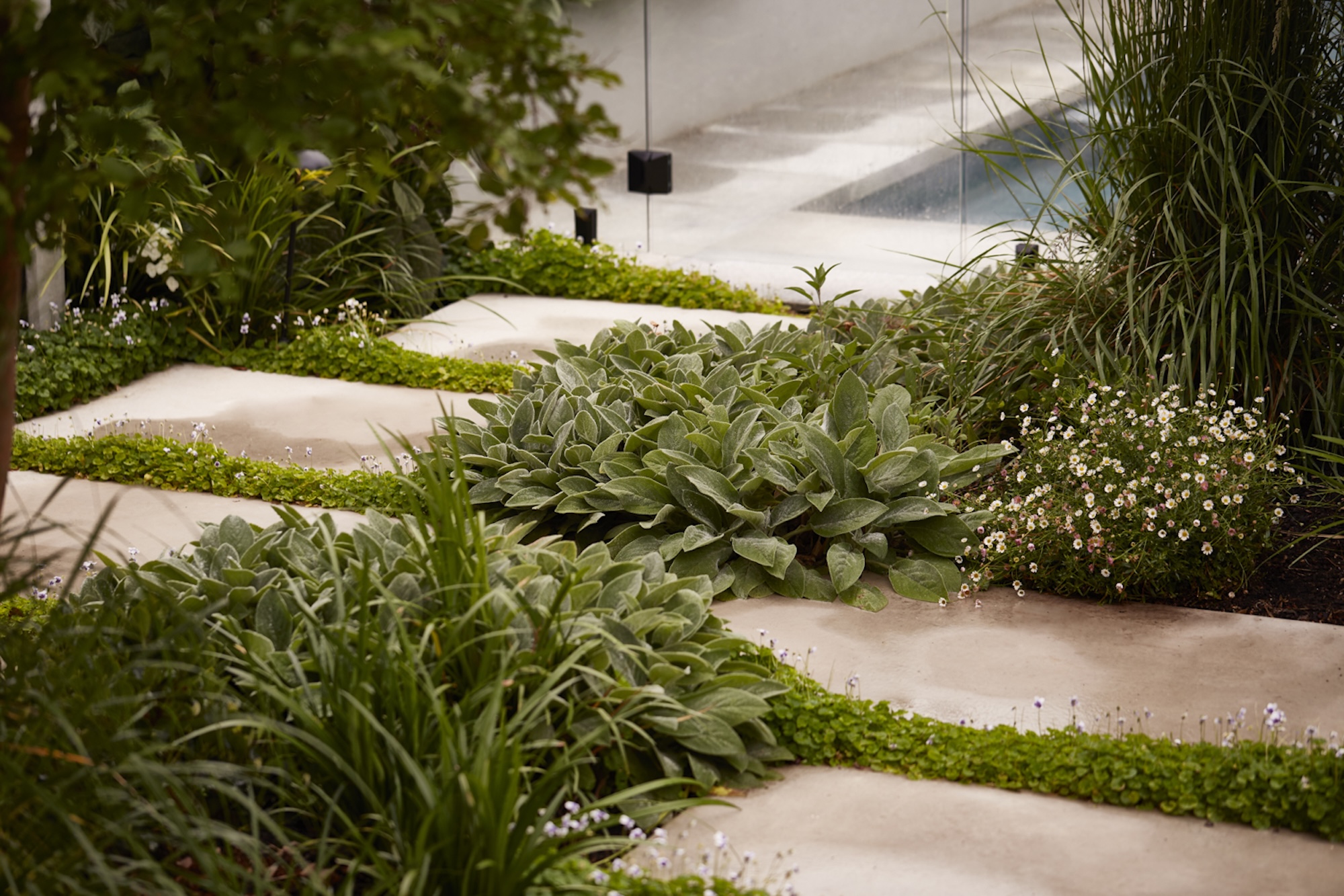 Groundcovers and low growing plants like Stachys byzantina ‘Big Ears’ (lamb’s ear) and Viola hederacea (Australian violet) are used to soften the transition between spaces.