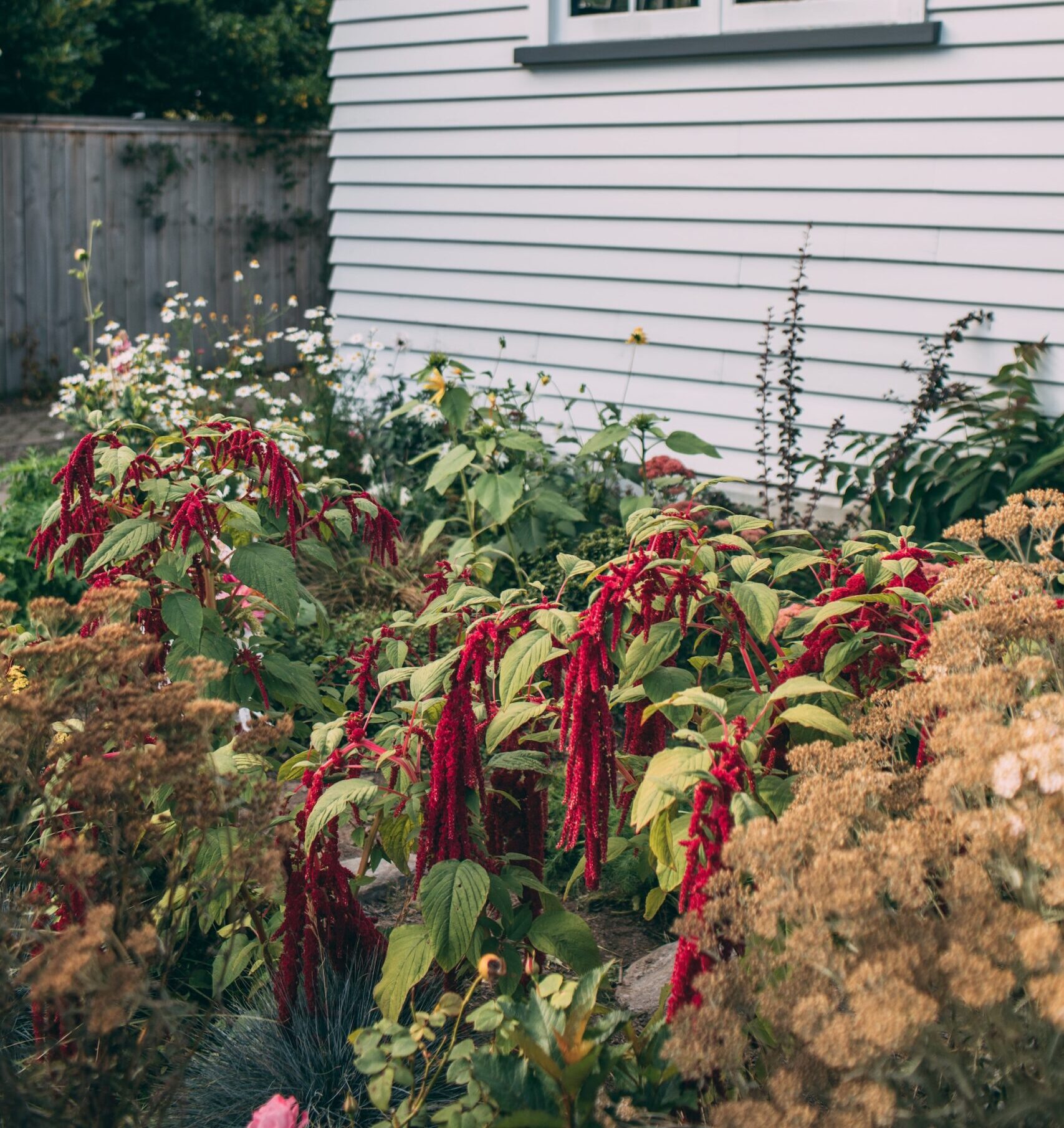 Amaranthus spp. (amaranth)