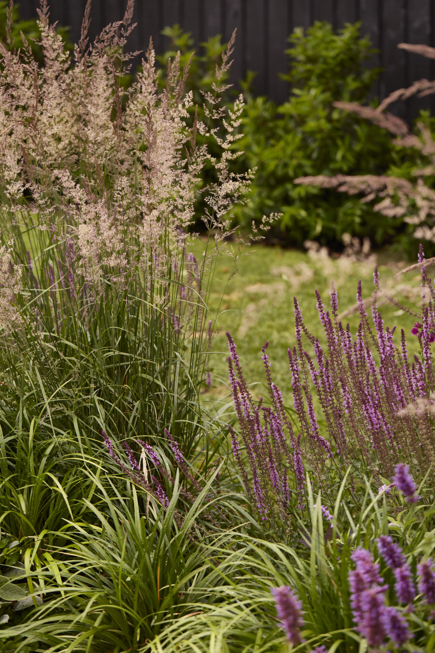 Calamagrostis × acutiflora ‘Karl Foerster’ (feather reed grass)