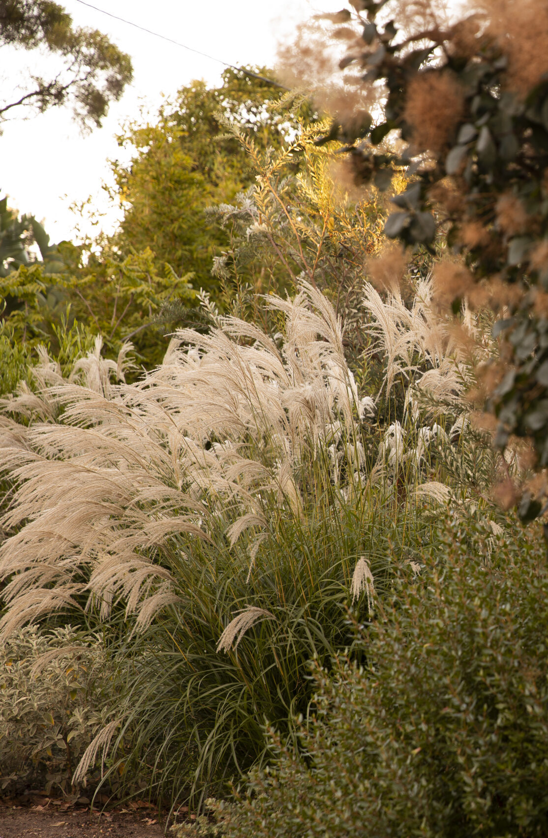 Miscanthus sinensis