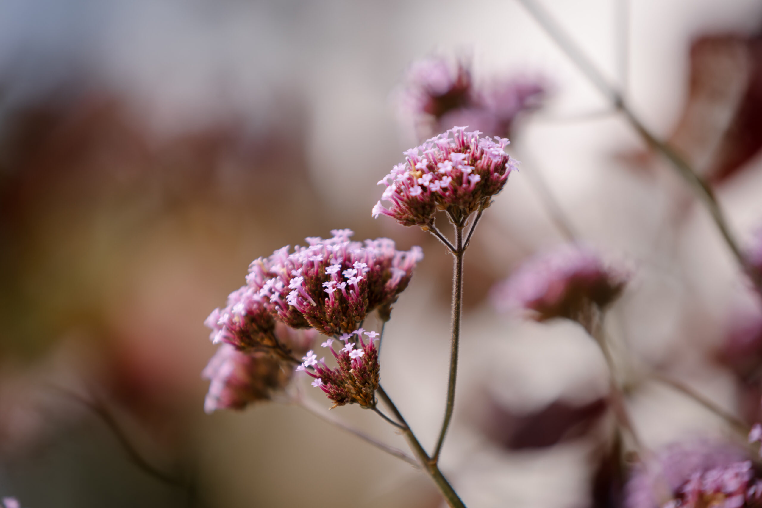 Verbena bonariensis