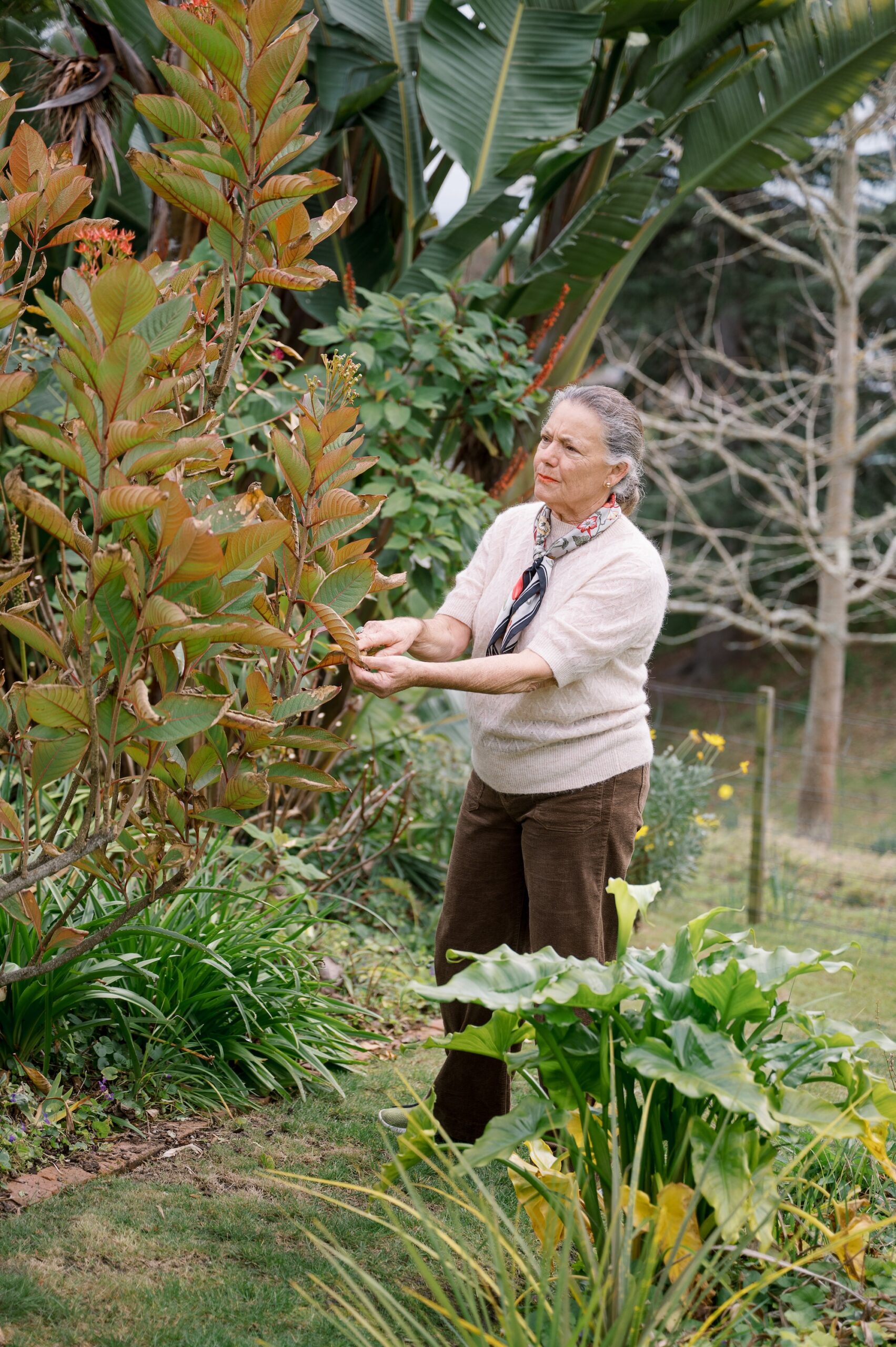 Carrie Cooke Carrie Cooke in NZ garden Carrie with a beloved Luculia