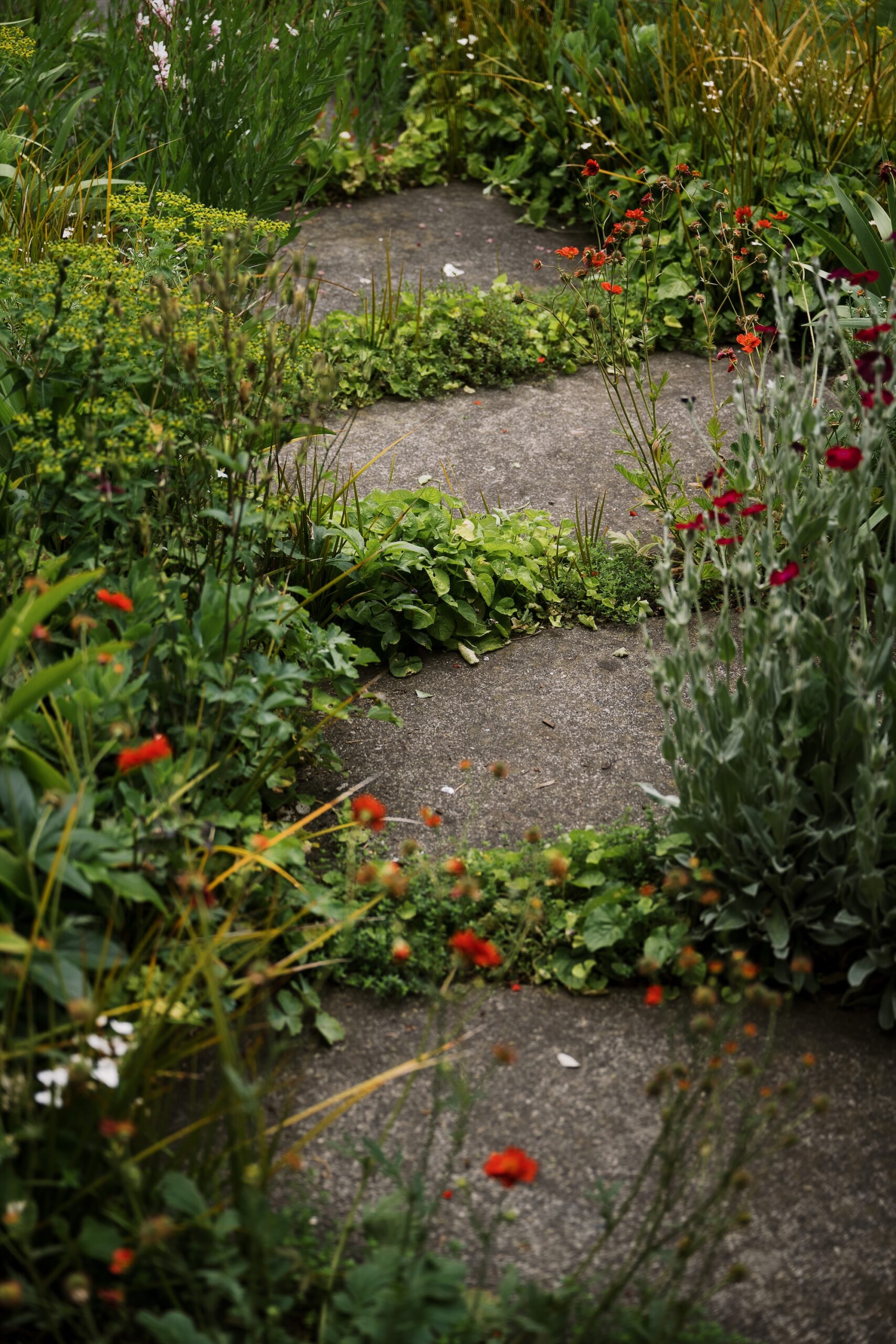 Planting amongst concrete paver in Carrie Cooke's garden