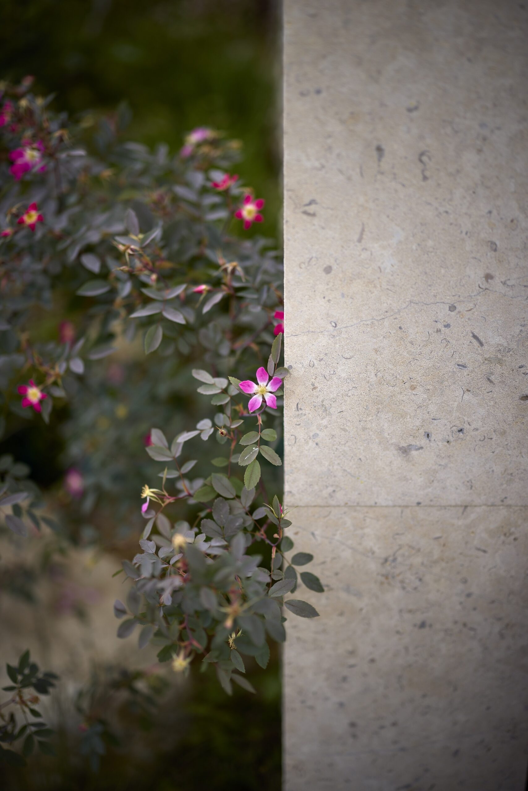 - Flourish in the City, 2026 RHS Chelsea Flower Show. z
