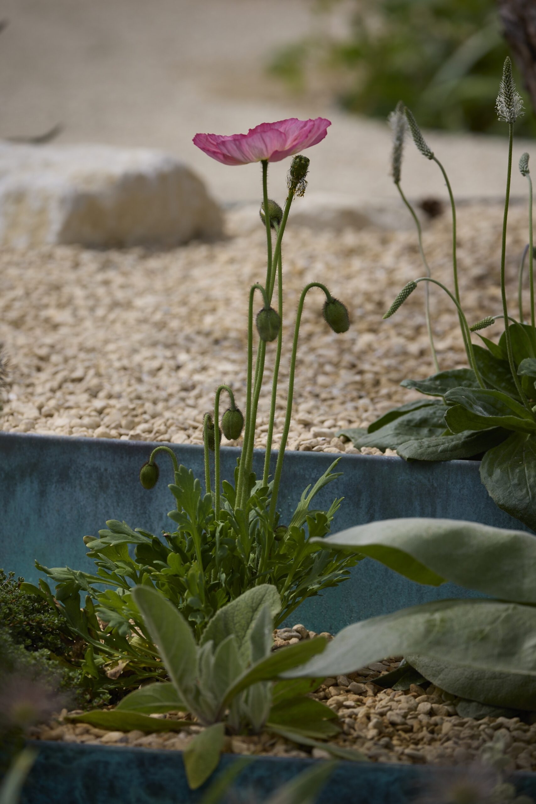 - Flourish in the City, 2026 RHS Chelsea Flower Show. z