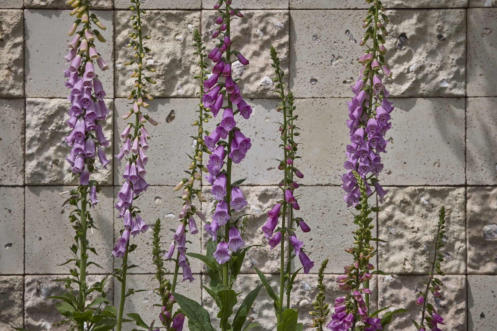- Flourish in the City, 2026 RHS Chelsea Flower Show. z