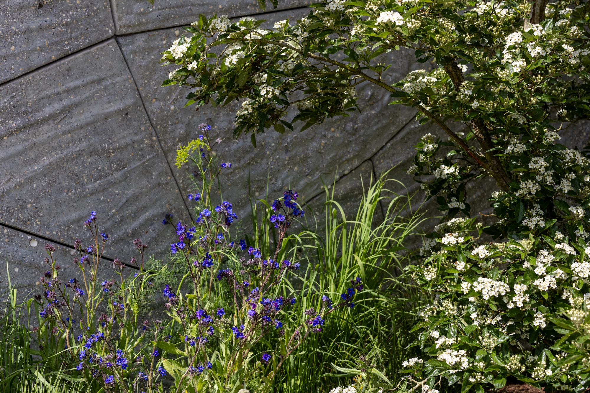 The Eden Project: Bring Me Sunshine Garden xx