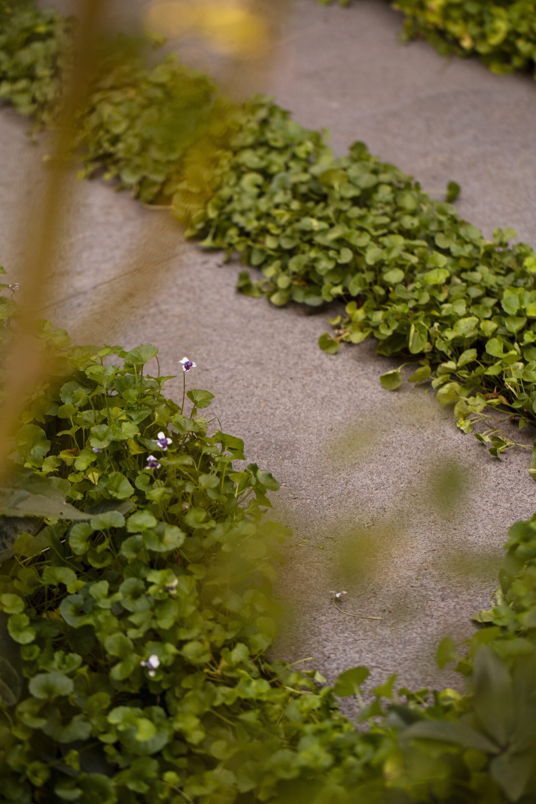 - Saint Remy landscape design