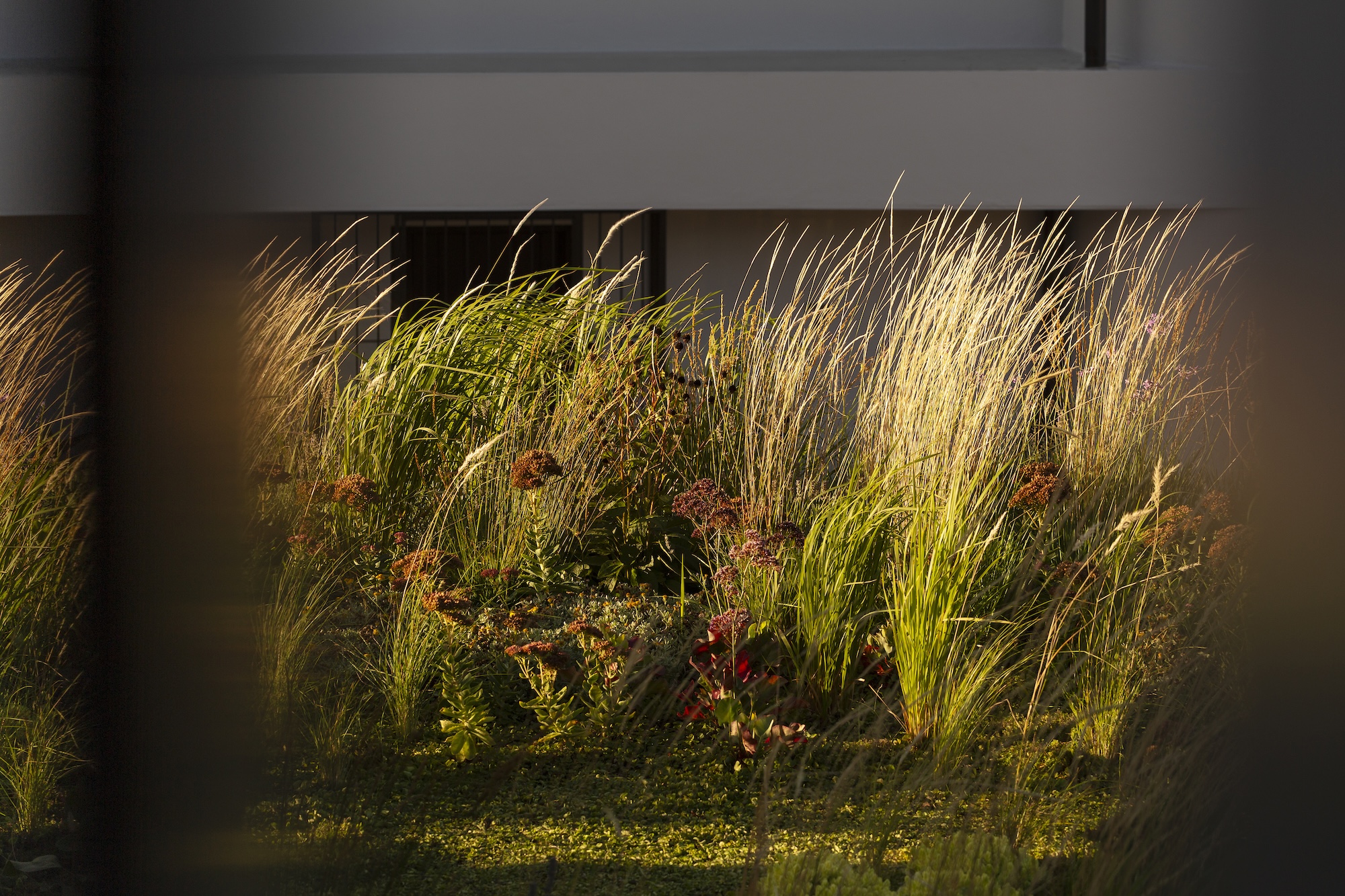 - Saint Remy landscape design x