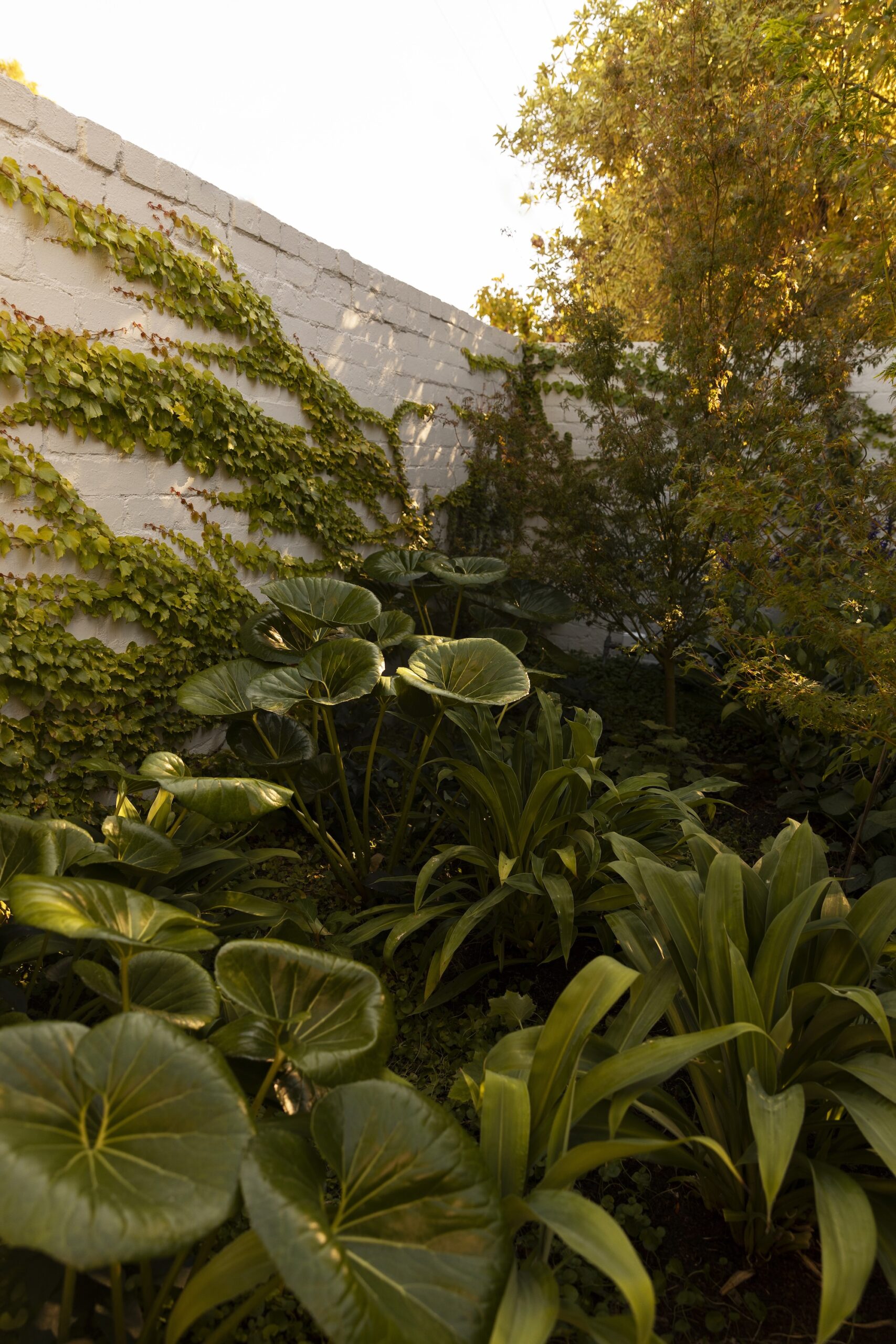 Ligularia reniformis (tractor seat plant) and Arthropodium cirratum (New Zealand rock lily) with Parthenocissus tricuspidata (Boston ivy) climbing the wall.