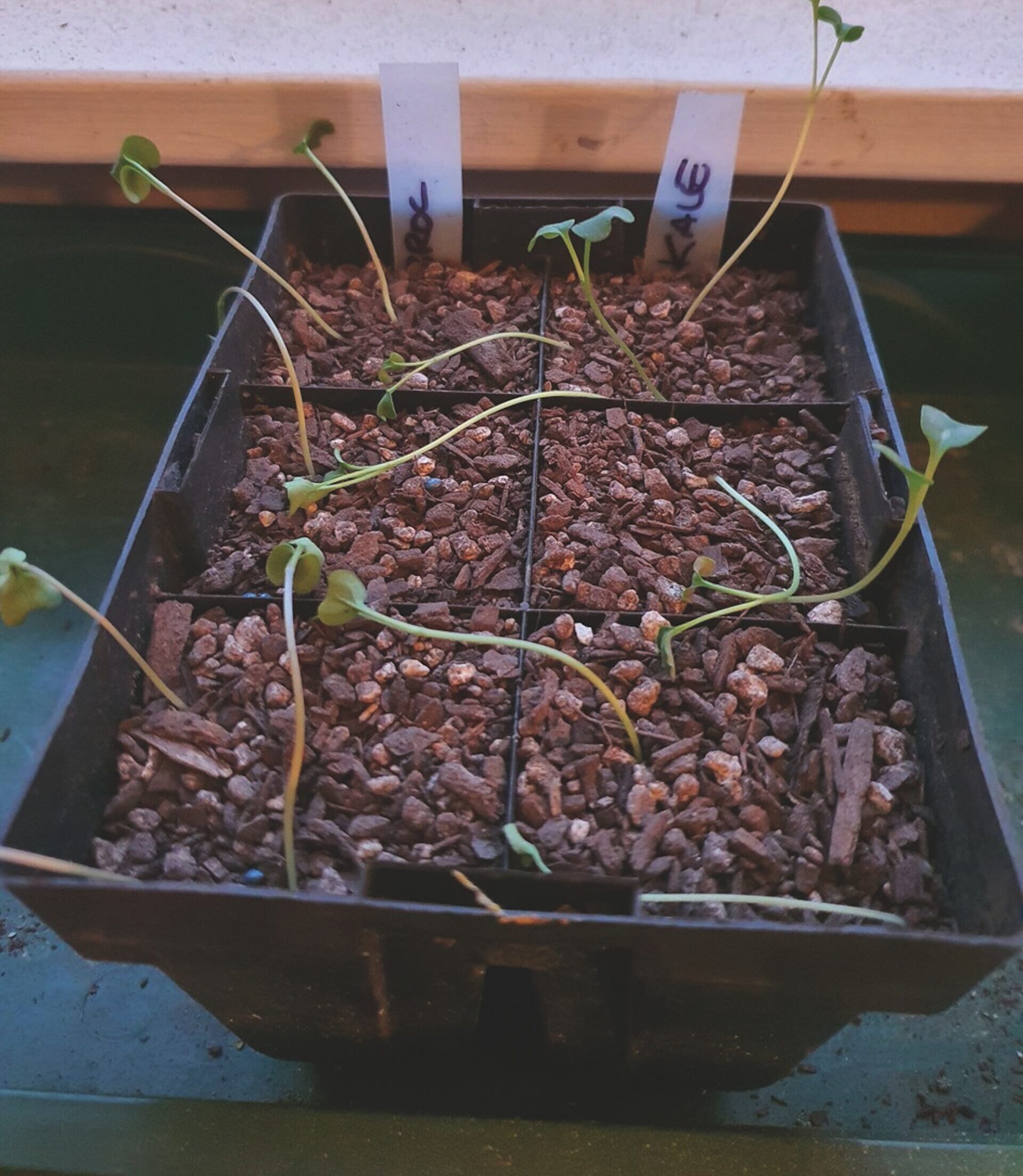 Leggy seedlings -cGrowing Vegetables by Sarah O’Neil Leggy seedlings growing on window sill in bright light