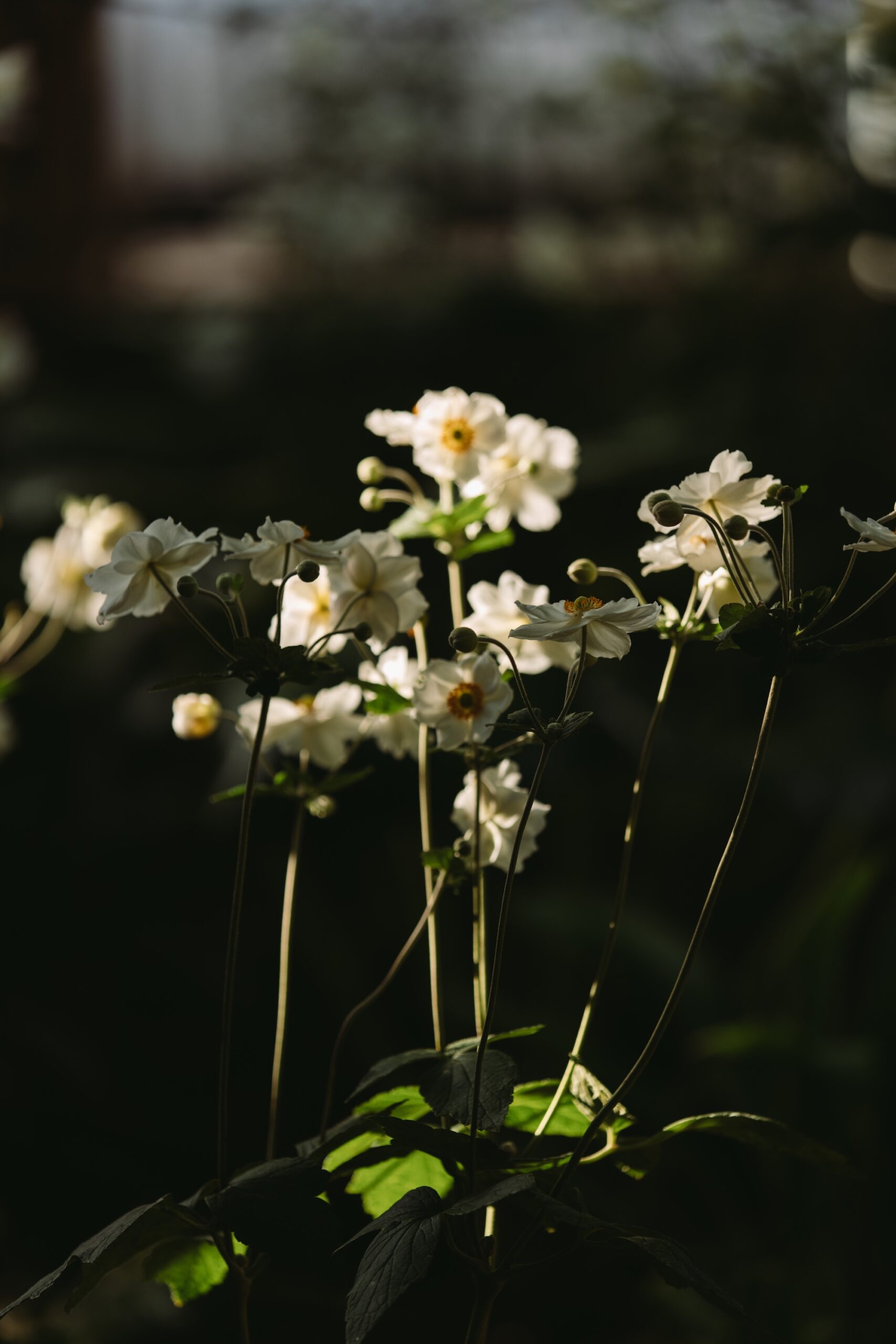 White Flowers in the Garden Delicate white flowers catching the sunlight in a garden by Alissa Ricci