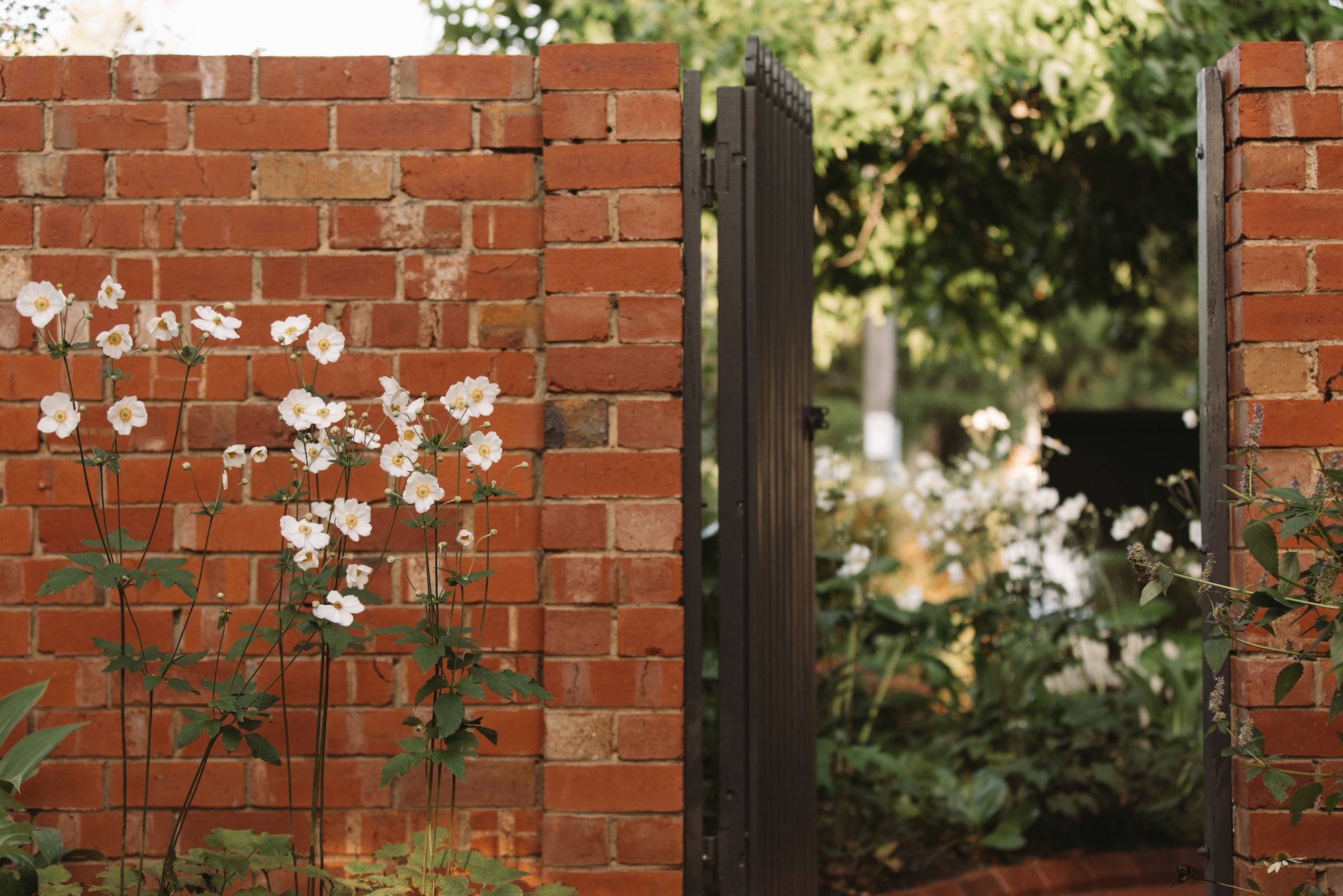 Red brick wall with white flowers and an established garden by Alissa Ricci.