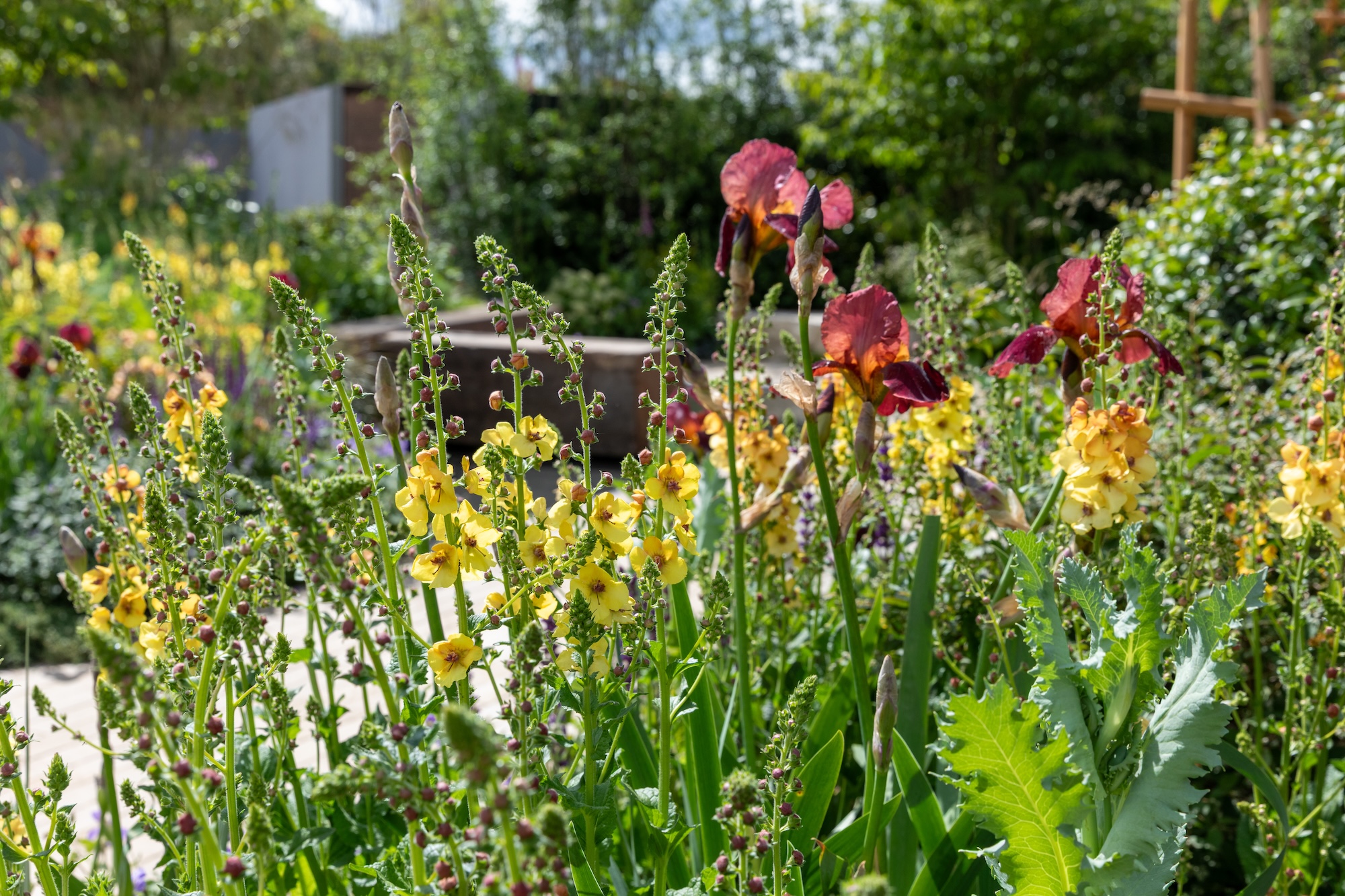 Yellow, red and pink flowers growing among ornamental grasses in Trussel's Together Garden