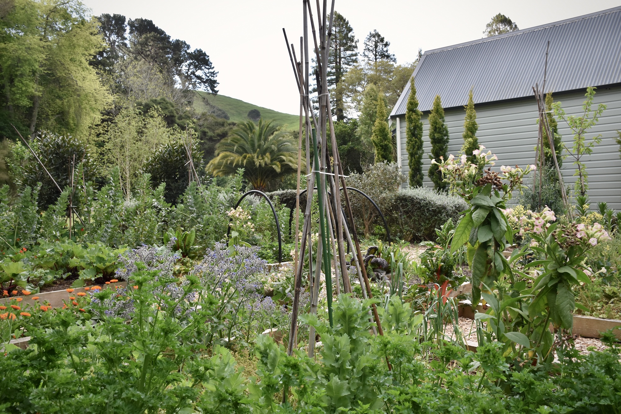 Vegetable garden in Martinboriugh - Glendower