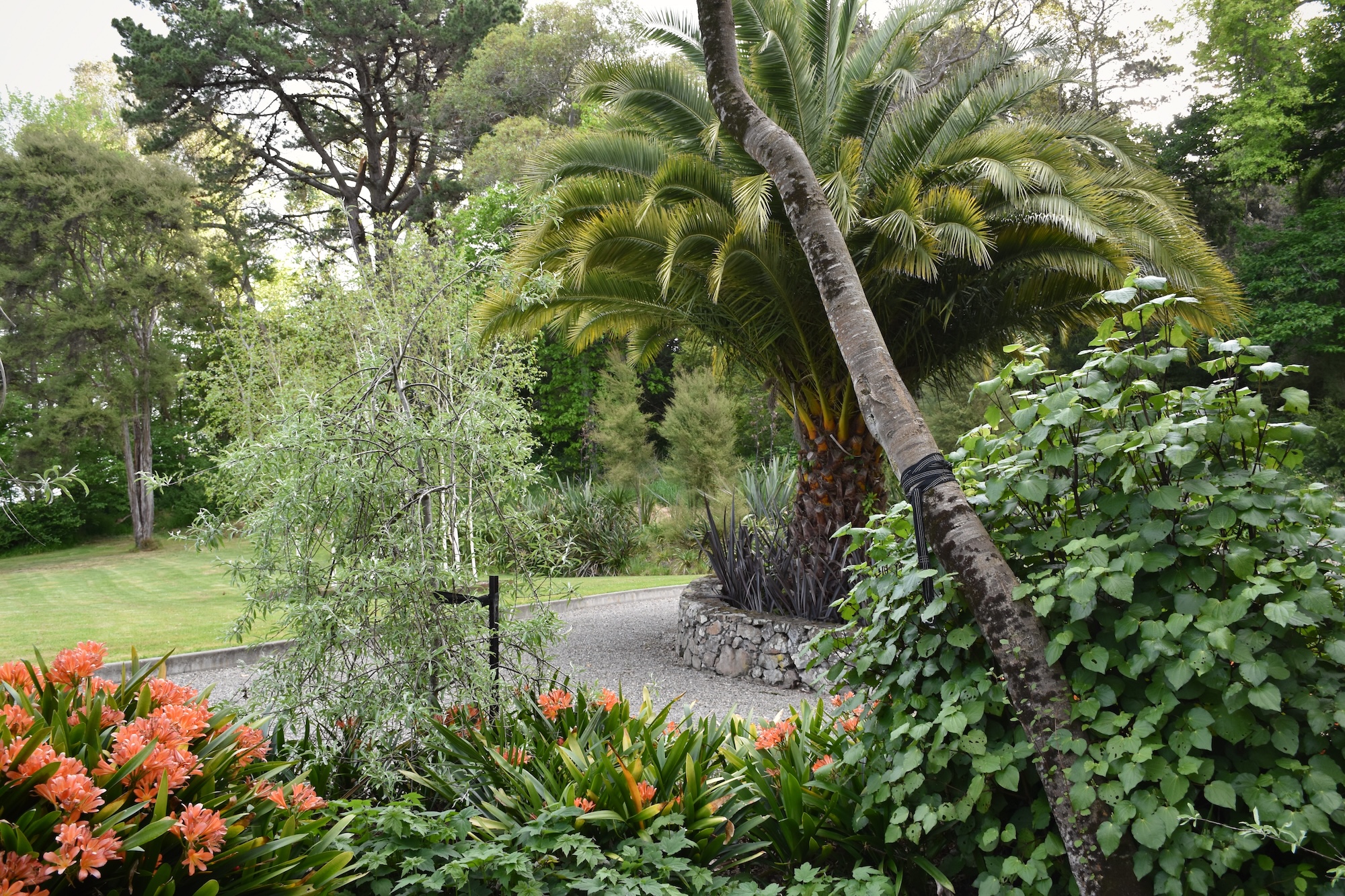 Glendower – Jen Pudney (Secret Gardens) Driveway garden and planting in Martinborough