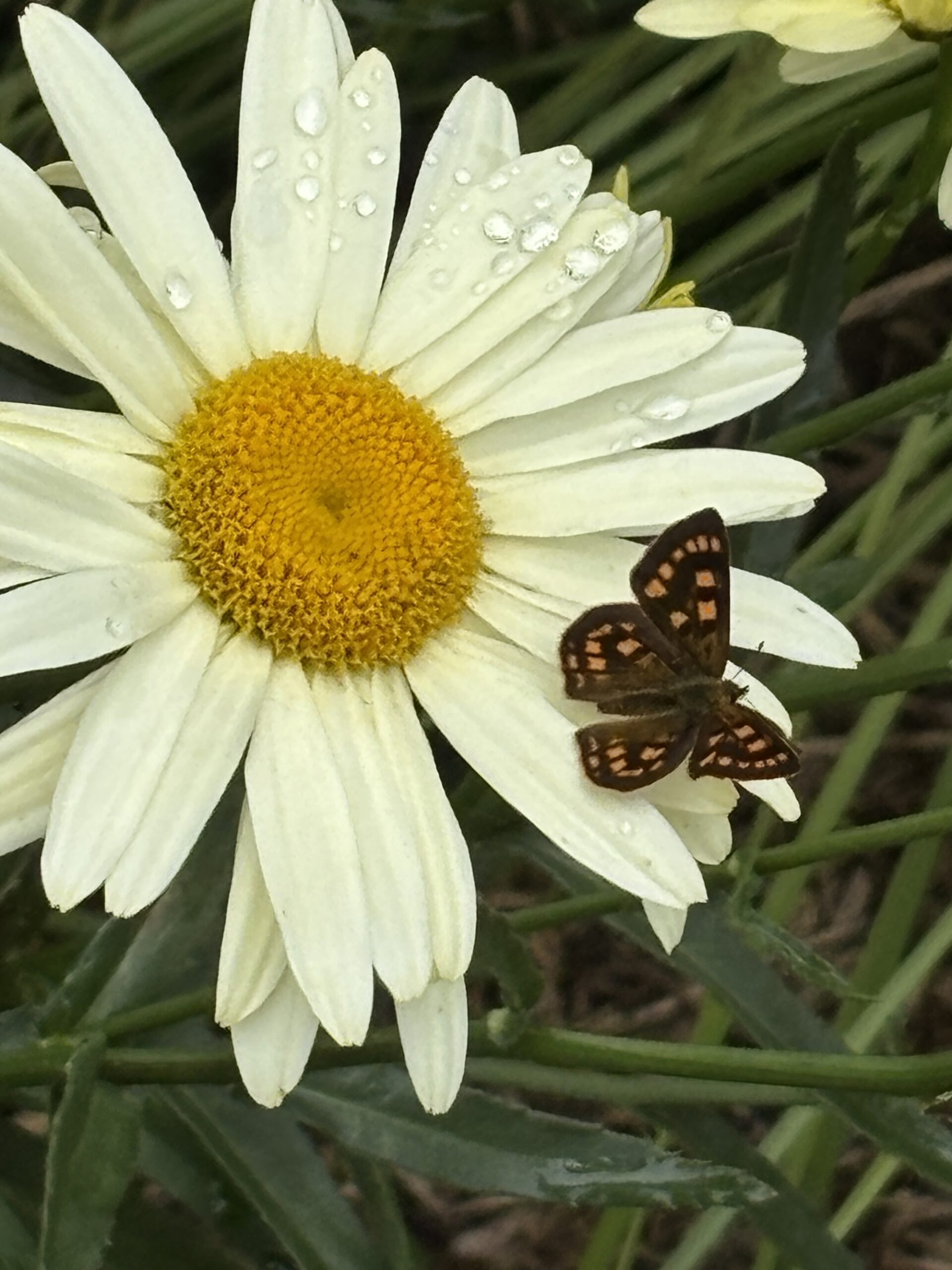 Butterfly on white flower in Martinborough garden