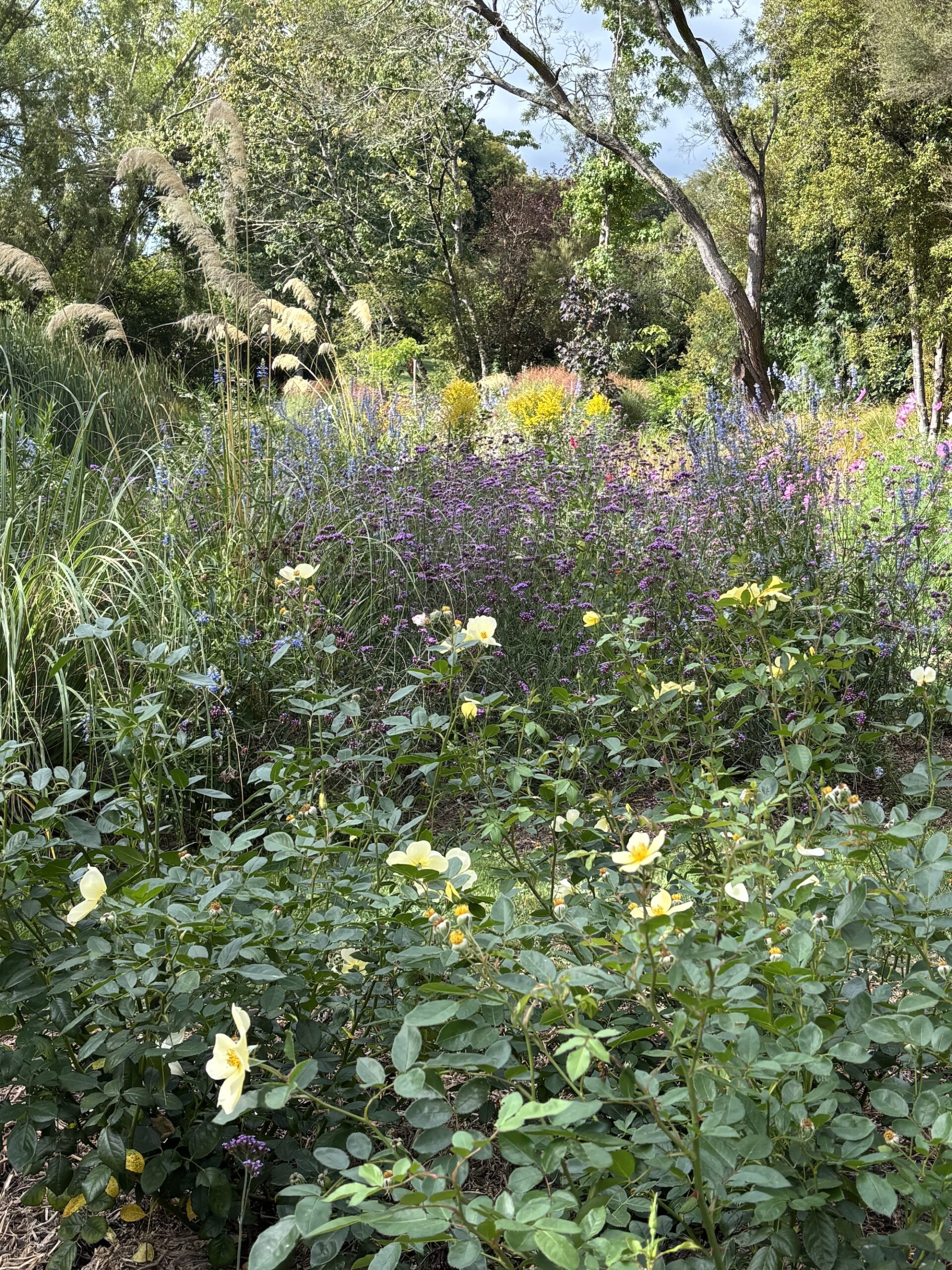 The butterfly garden planting in Martinborough